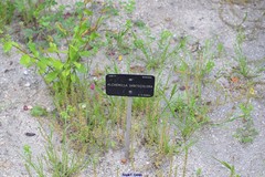 Alchemilla xanthochlora