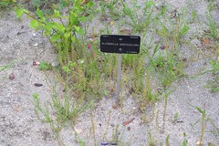 Alchemilla xanthochlora