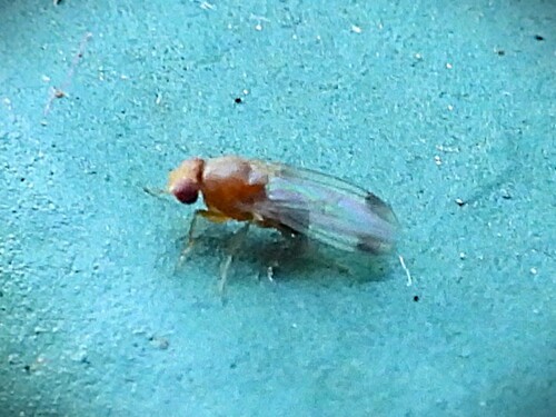 Unknown species found near Diamond Point, Sequim, WA, USA