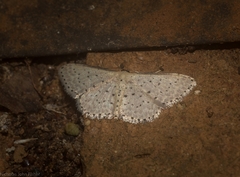 Idaea punctatissima