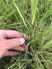 Cenchrus sphacelatus