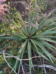 Giant Airplant (Tillandsia utriculata)
