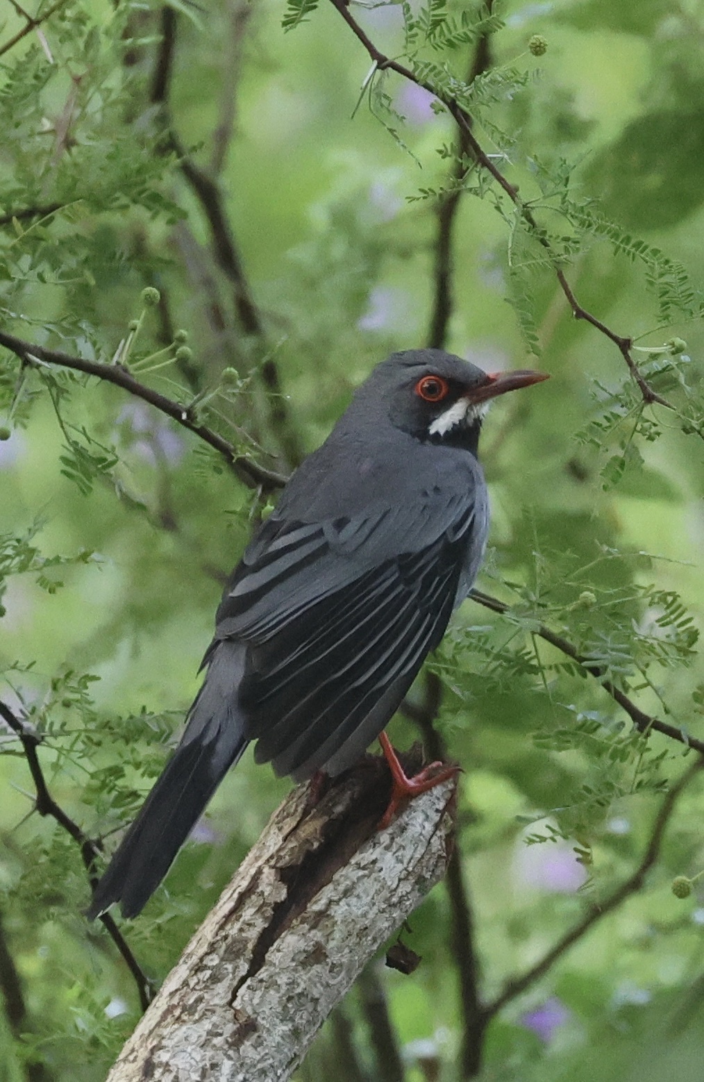 Western Red-legged Thrush (Turdus plumbeus), photo 3