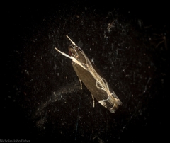 Chaliniastis astrapaea