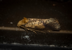 Azaleodes micronipha