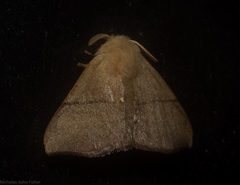 Panacela syntropha