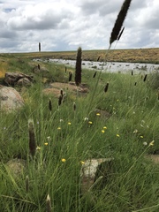 Cenchrus sphacelatus