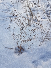 Bupleurum scorzonerifolium