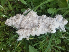 Fuligo cinerea