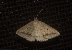Loxioda hampsoni