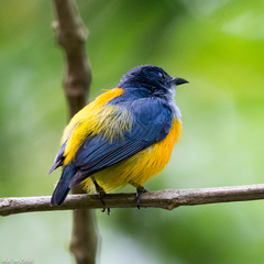 Dicaeum trigonostigma