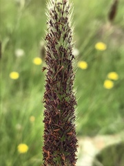 Cenchrus sphacelatus