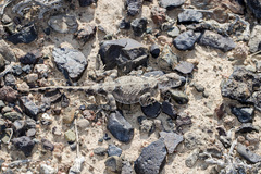 Phrynocephalus helioscopus