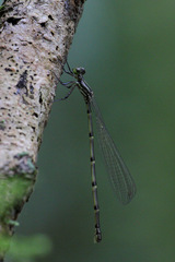 Isosticta