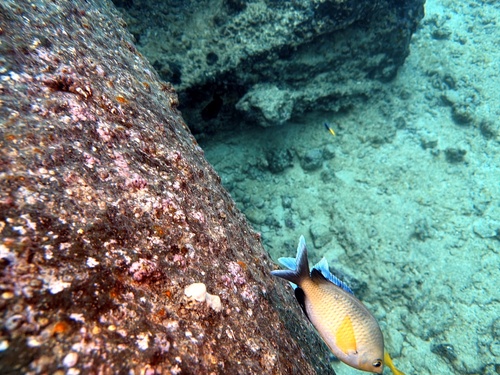 Chromis ovalis observed 2026-01-24
