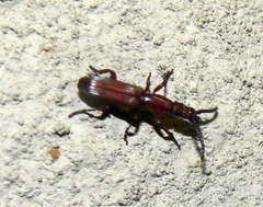 Amorphocephalina