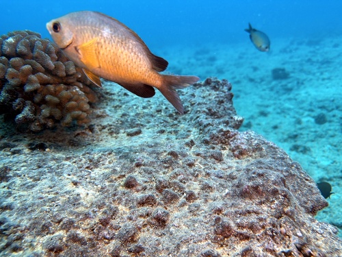Chromis ovalis observed 2026-01-24