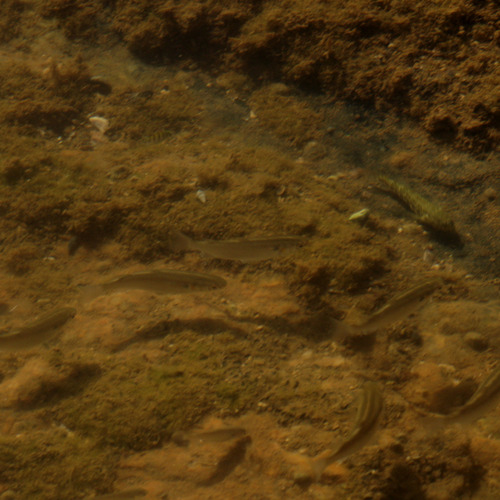 Mugil curema