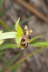 Ophrys bombyliflora