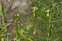 Ophrys bombyliflora