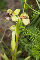 Ophrys bombyliflora