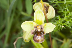 Ophrys bombyliflora