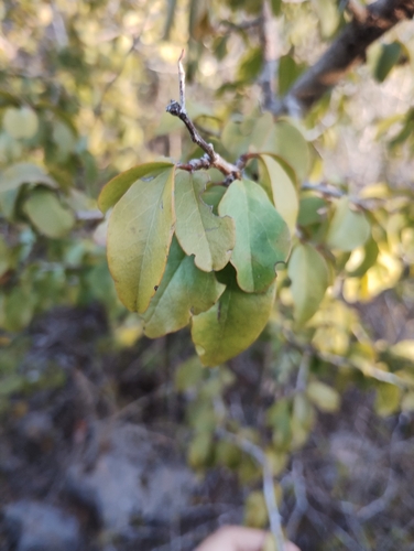 Hog plum