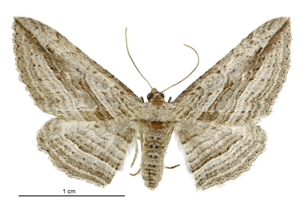 Austrocidaria arenosa