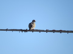 Streptopelia decaocto