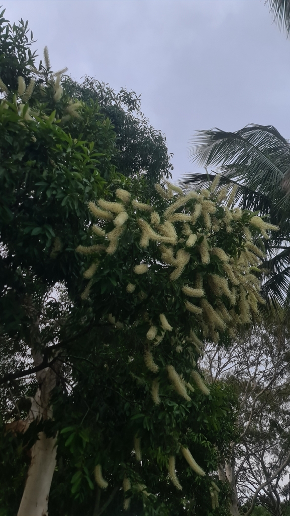 Buckinghamia celsissima, Moore Park Beach QLD 4670, Australia