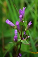 Gentianella propinqua propinqua