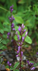 Gentianella propinqua propinqua