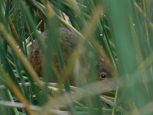 Brazilian Marsh Rat