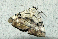 Hypopyra carneotincta