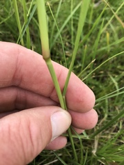 Cenchrus sphacelatus