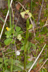 Ophrys bombyliflora