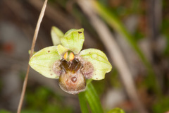 Ophrys bombyliflora