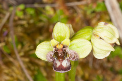 Ophrys bombyliflora