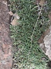 Drege's Spikemoss - Photo (c) David Hoare, some rights reserved (CC BY-NC), uploaded by David Hoare