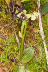 Ophrys bombyliflora