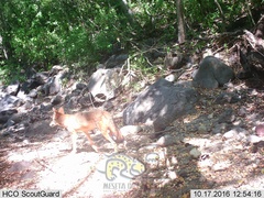 Canis latrans impavidus
