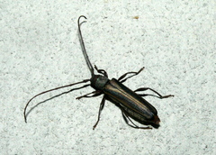 Xystrocera dispar