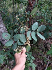 Copaifera