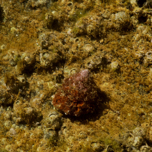 Lithopoma tectum