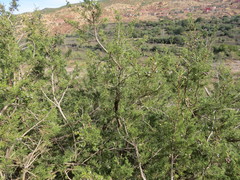 Juniperus phoenicea