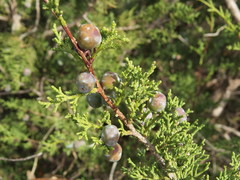 Juniperus phoenicea