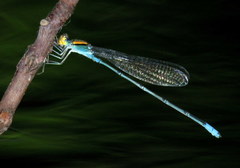 Pseudagrion aureofrons