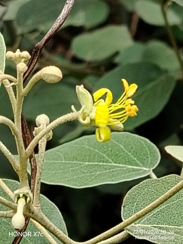 Capparicordis crotonoides, 2026-01-22