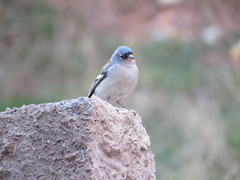 Fringilla coelebs africana