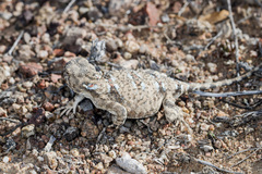 Phrynocephalus helioscopus